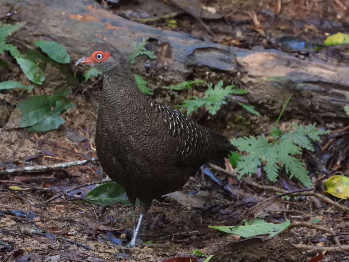 Hainan Peacock-Pheasant - Satellite Wu