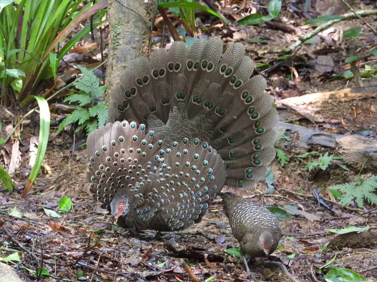 Hainan Peacock-Pheasant - ML623466053