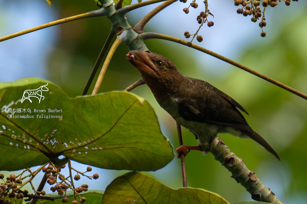 Brown Barbet - ML623466054