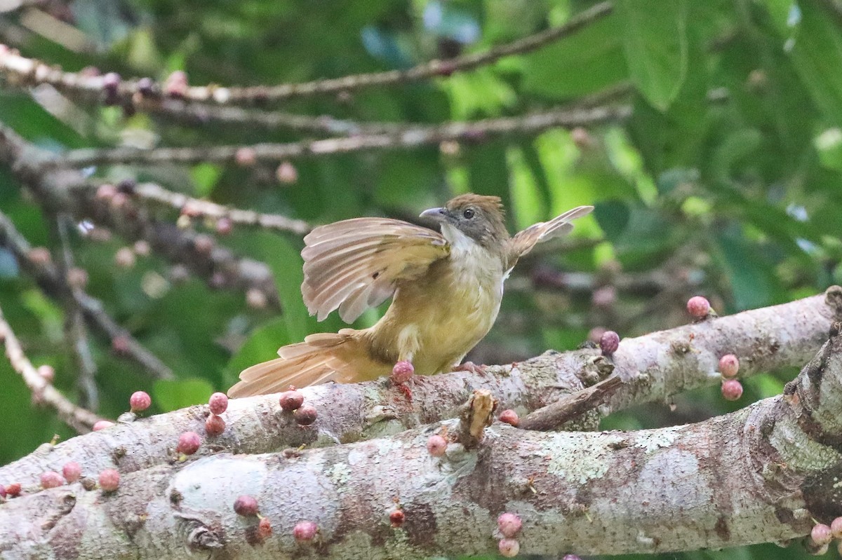 Puff-throated Bulbul - ML623466055