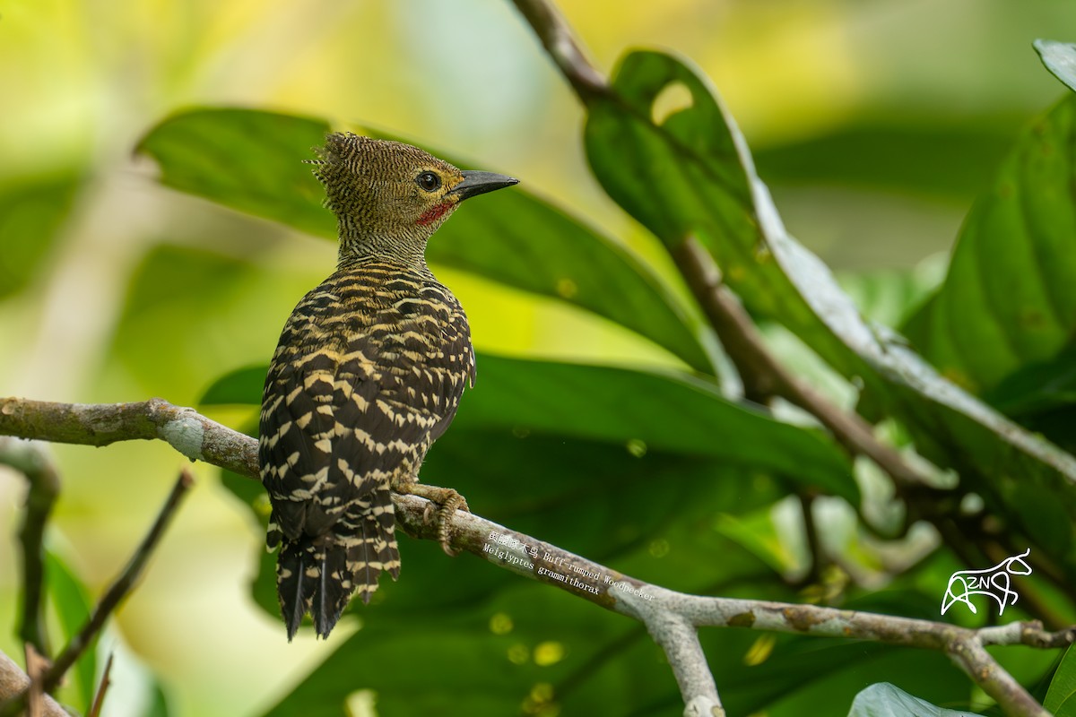 Buff-rumped Woodpecker - ML623466070