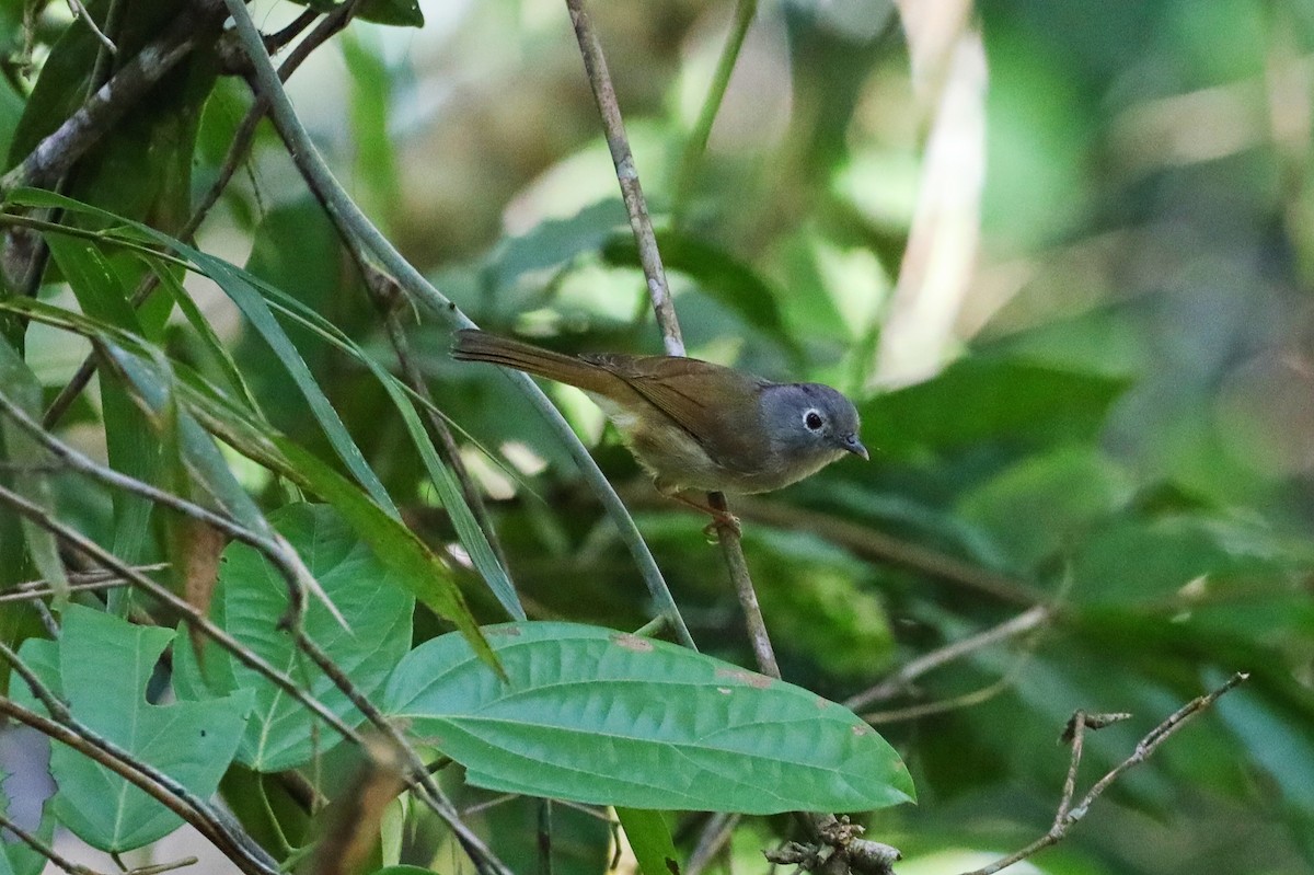 Huet's Fulvetta - ML623466072