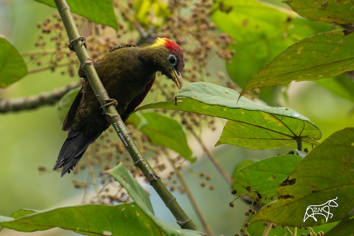 Crimson-winged Woodpecker - ML623466074