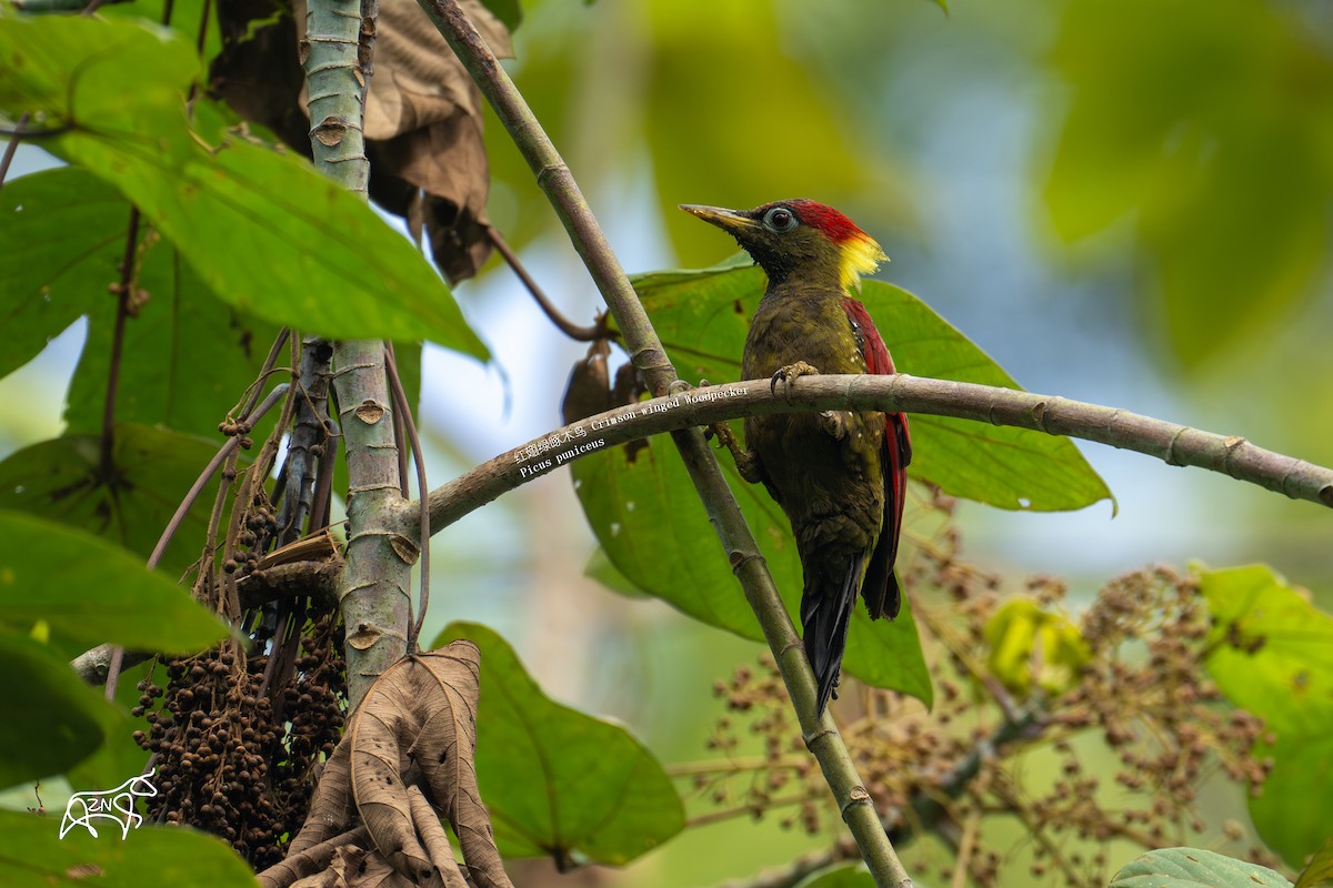 Crimson-winged Woodpecker - ML623466075