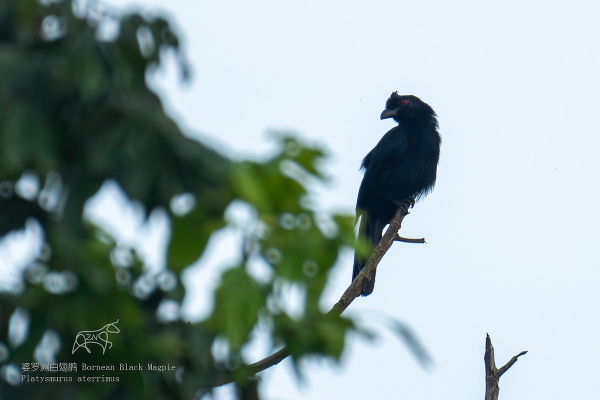 Bornean Black Magpie - ML623466078