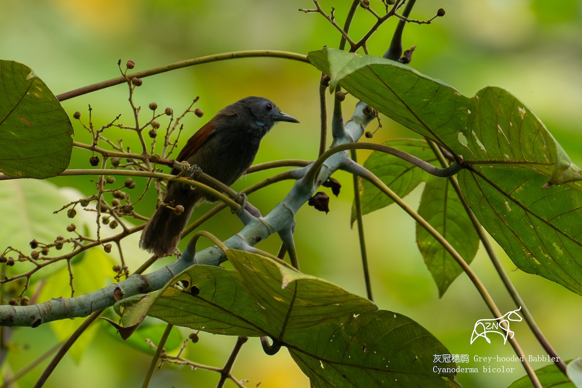 Gray-hooded Babbler - ML623466079
