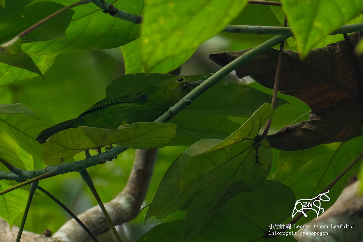 Lesser Green Leafbird - ML623466090