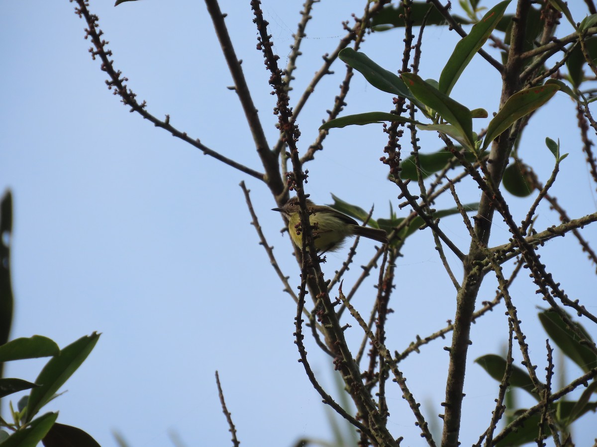 Stripe-necked Tody-Tyrant - ML623466135