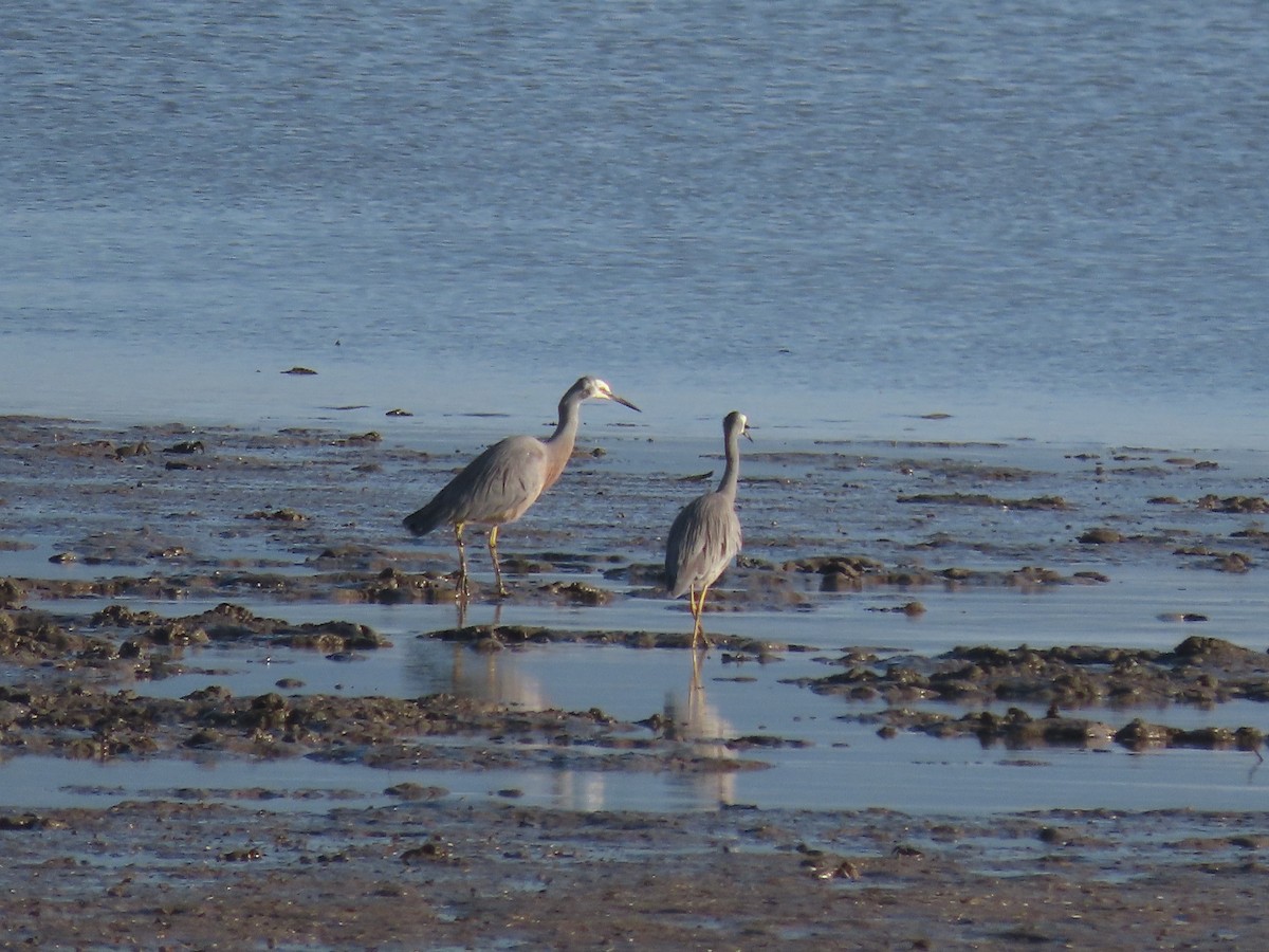 White-faced Heron - ML623466152