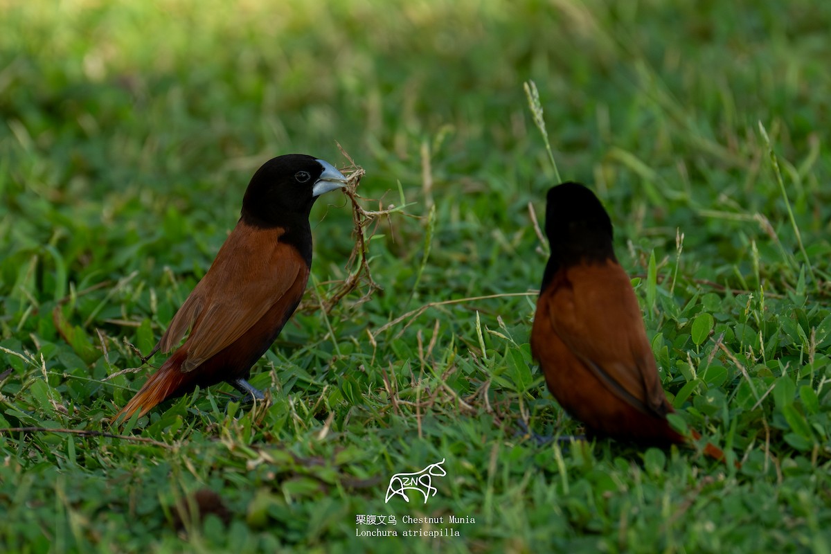 Chestnut Munia - ML623466180