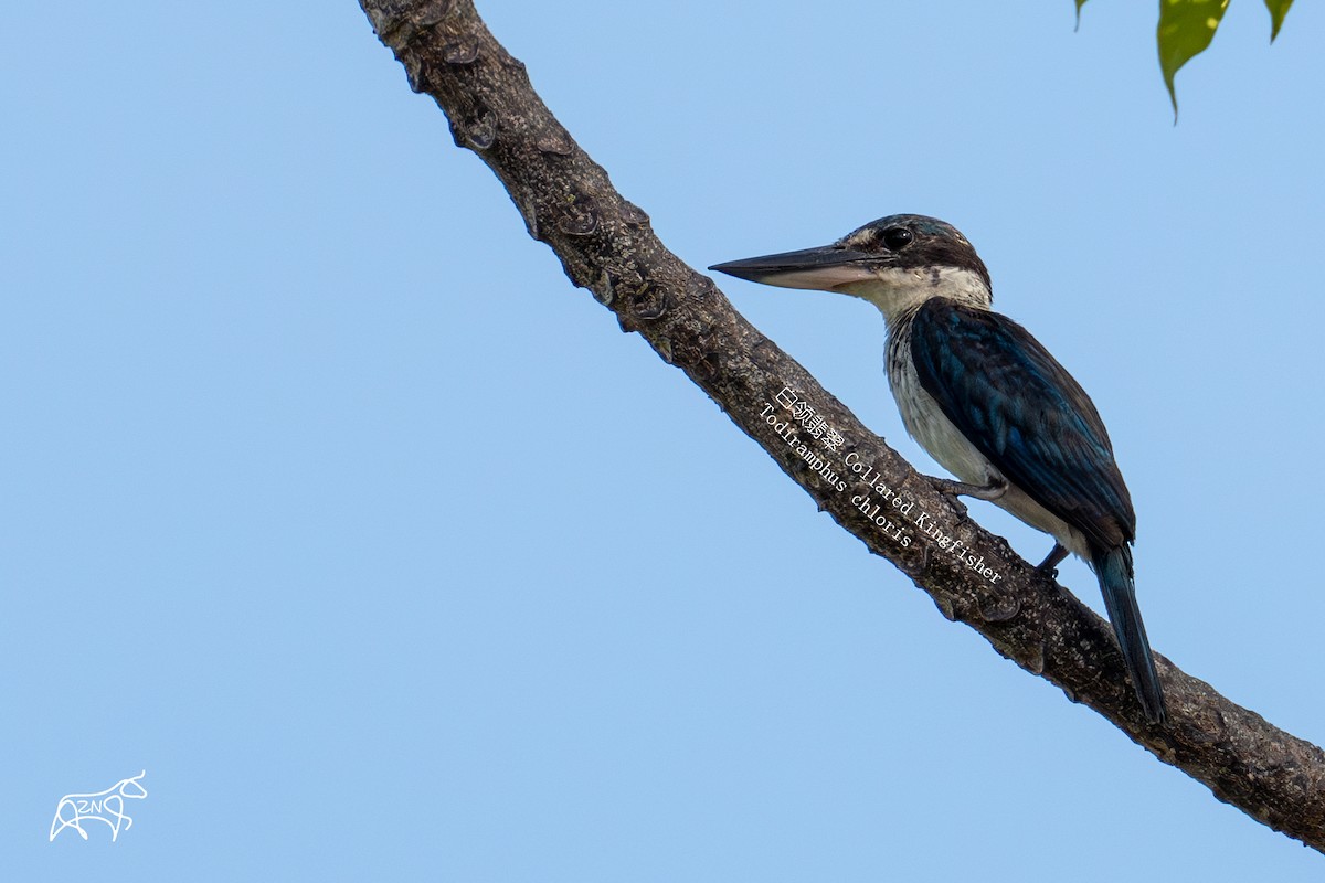 Collared Kingfisher - ML623466184