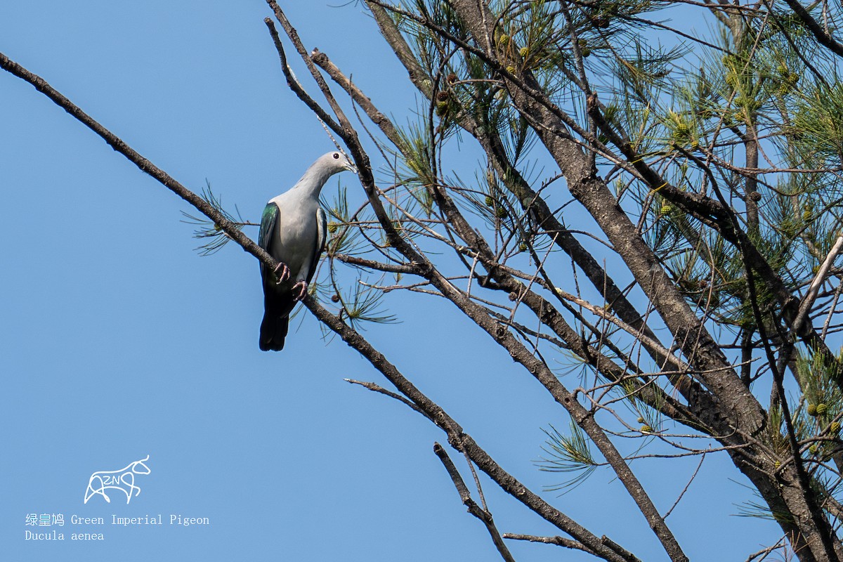 Green Imperial-Pigeon - ML623466192