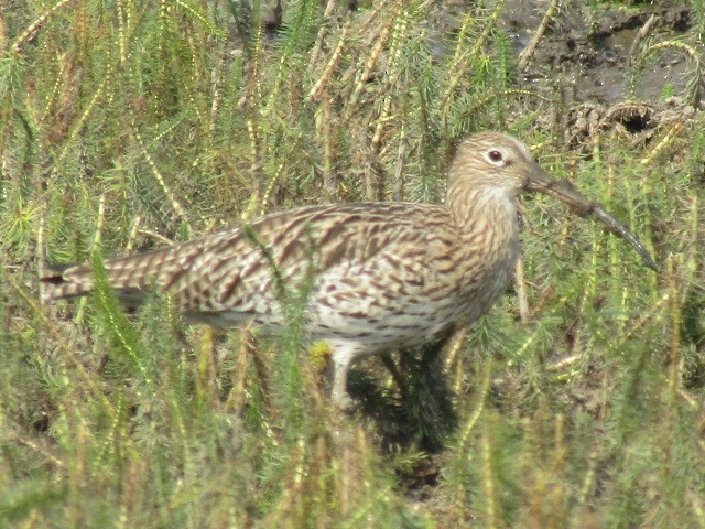 Eurasian Curlew - ML623466241