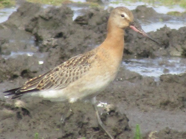 Black-tailed Godwit - ML623466247