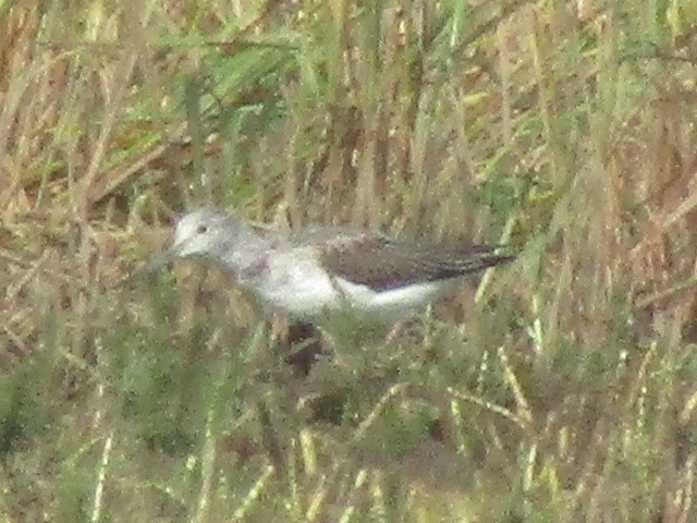 Common Greenshank - ML623466249