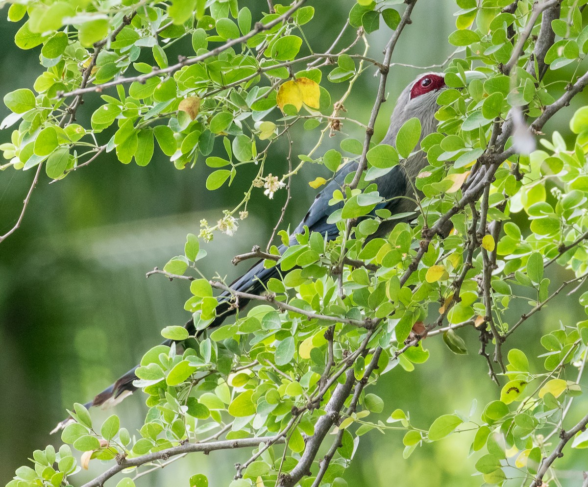 Green-billed Malkoha - ML623466286