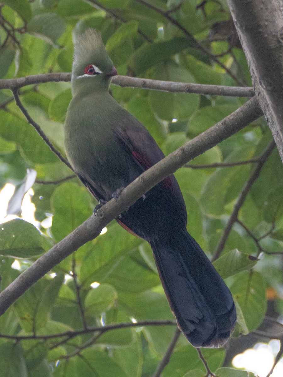 Guinea Turaco - ML623466306