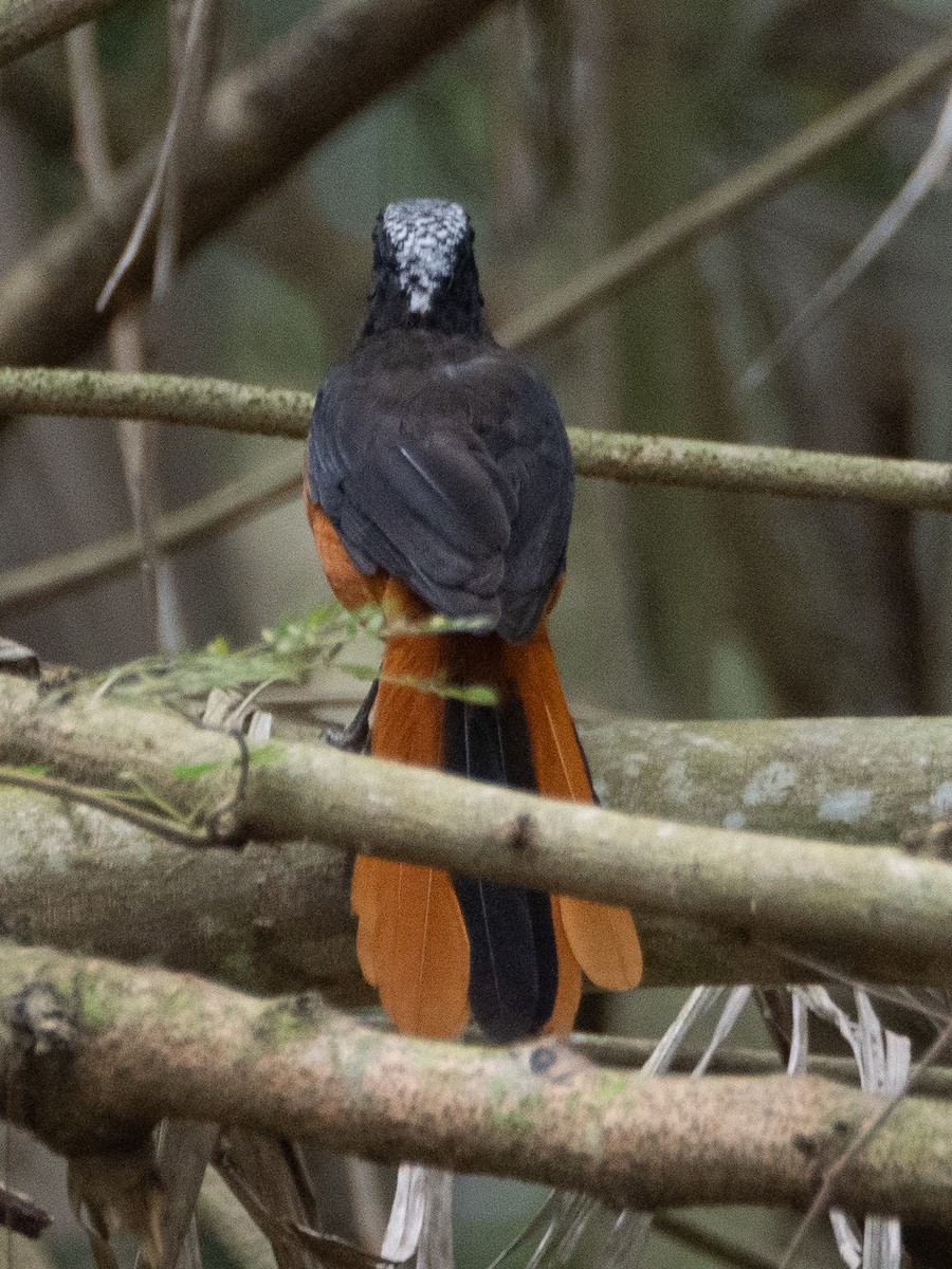 White-crowned Robin-Chat - ML623466311