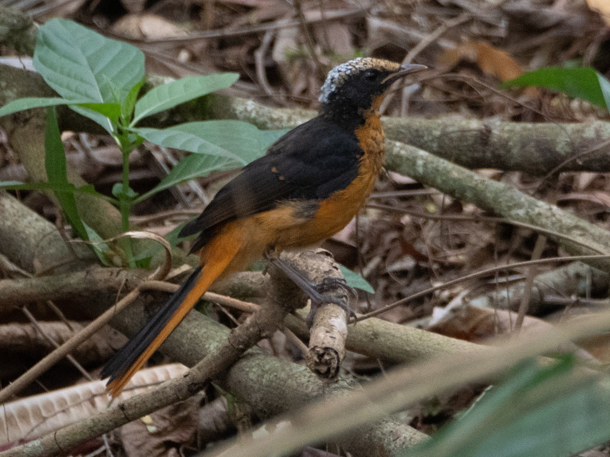 White-crowned Robin-Chat - ML623466312