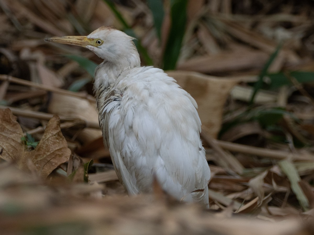 Western Cattle Egret - ML623466316