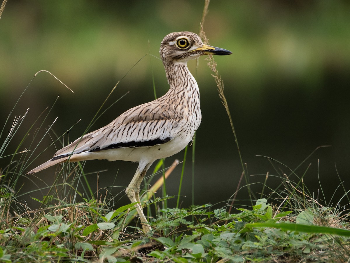 Senegal Thick-knee - ML623466319