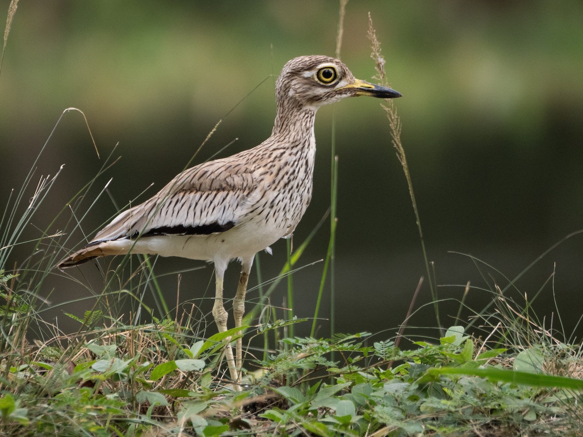 Senegal Thick-knee - ML623466320