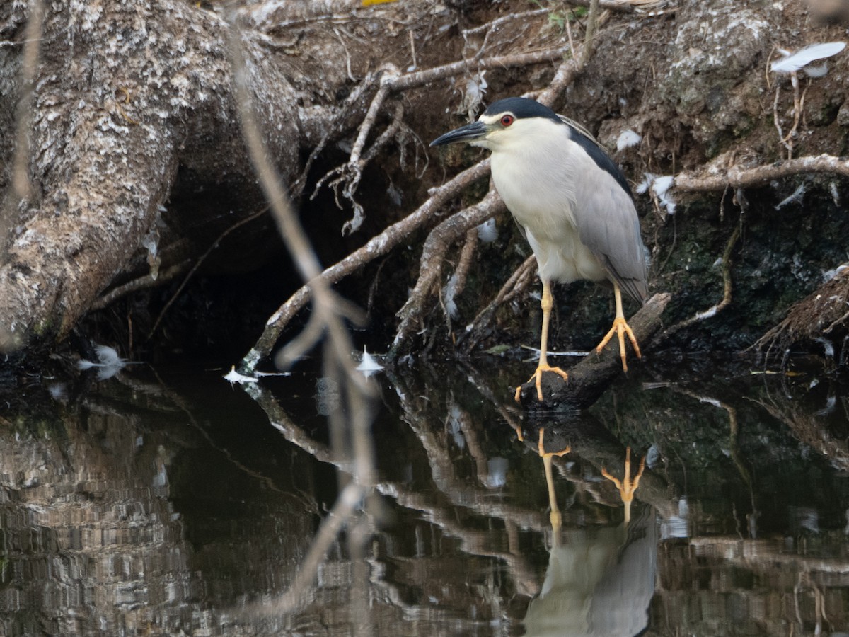 Black-crowned Night Heron - ML623466323