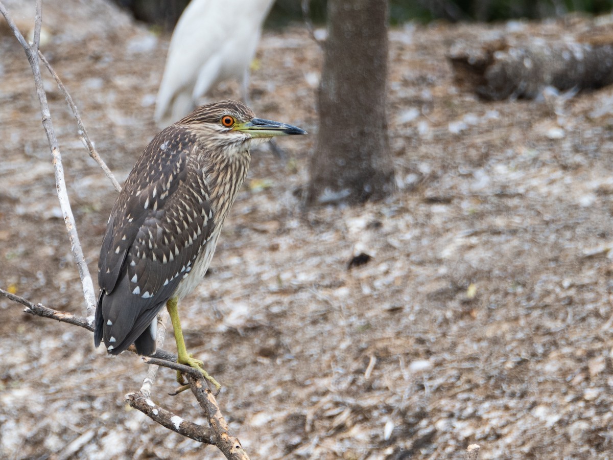 Black-crowned Night Heron - ML623466324