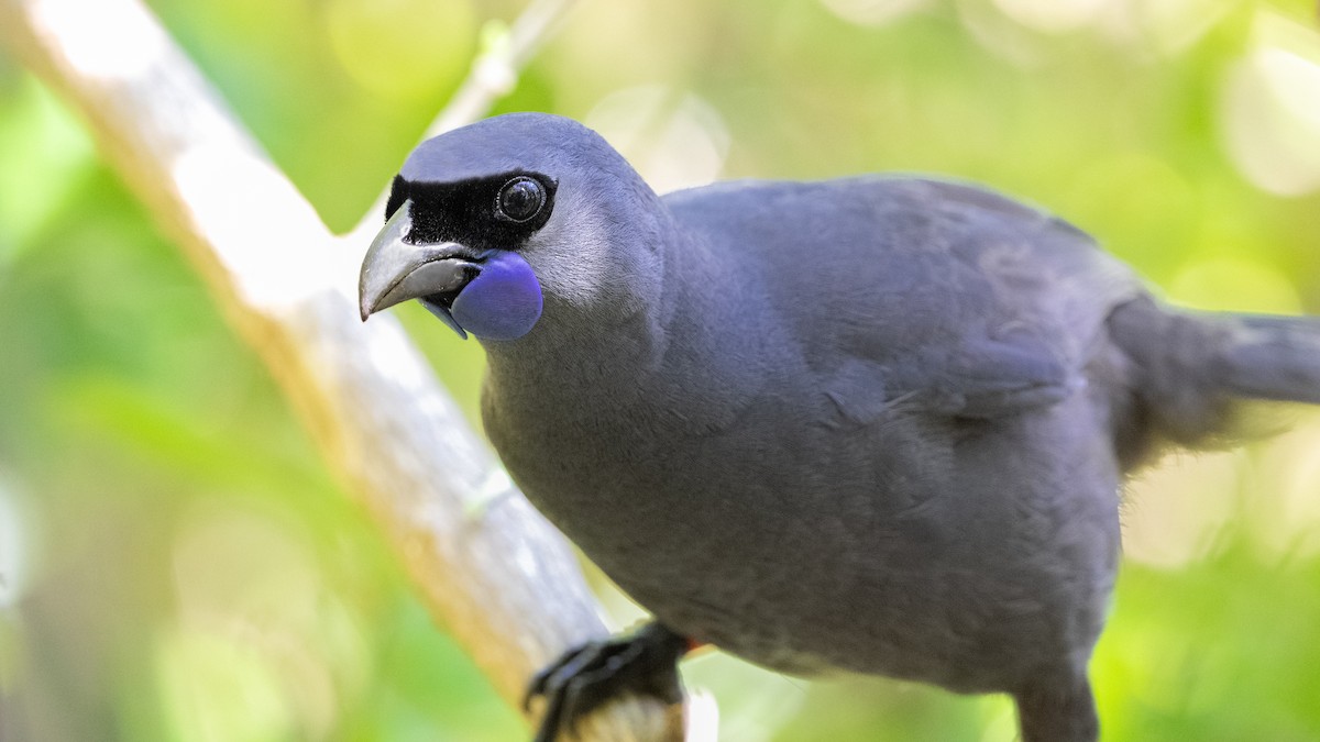 North Island Kokako - ML623466325