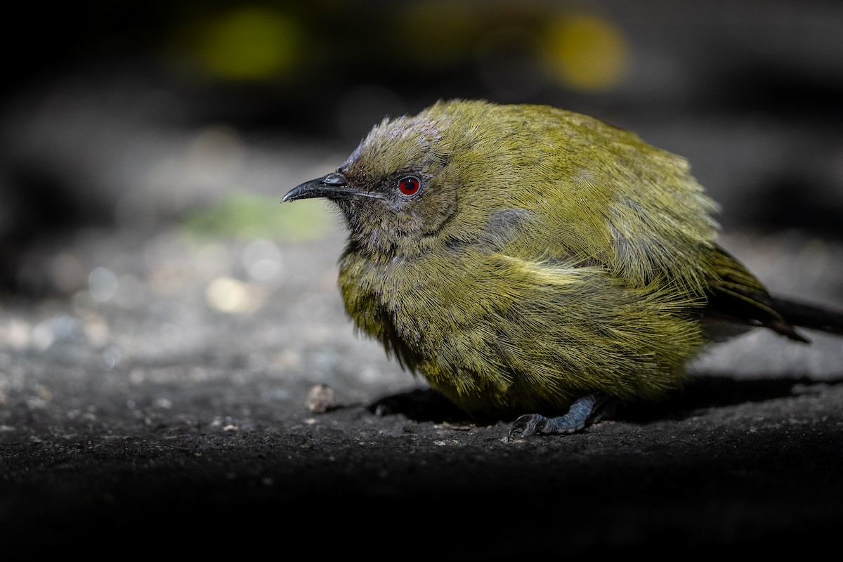 New Zealand Bellbird - ML623466328