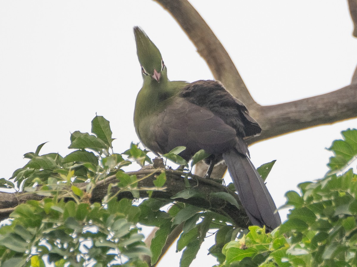 Guinea Turaco - ML623466329