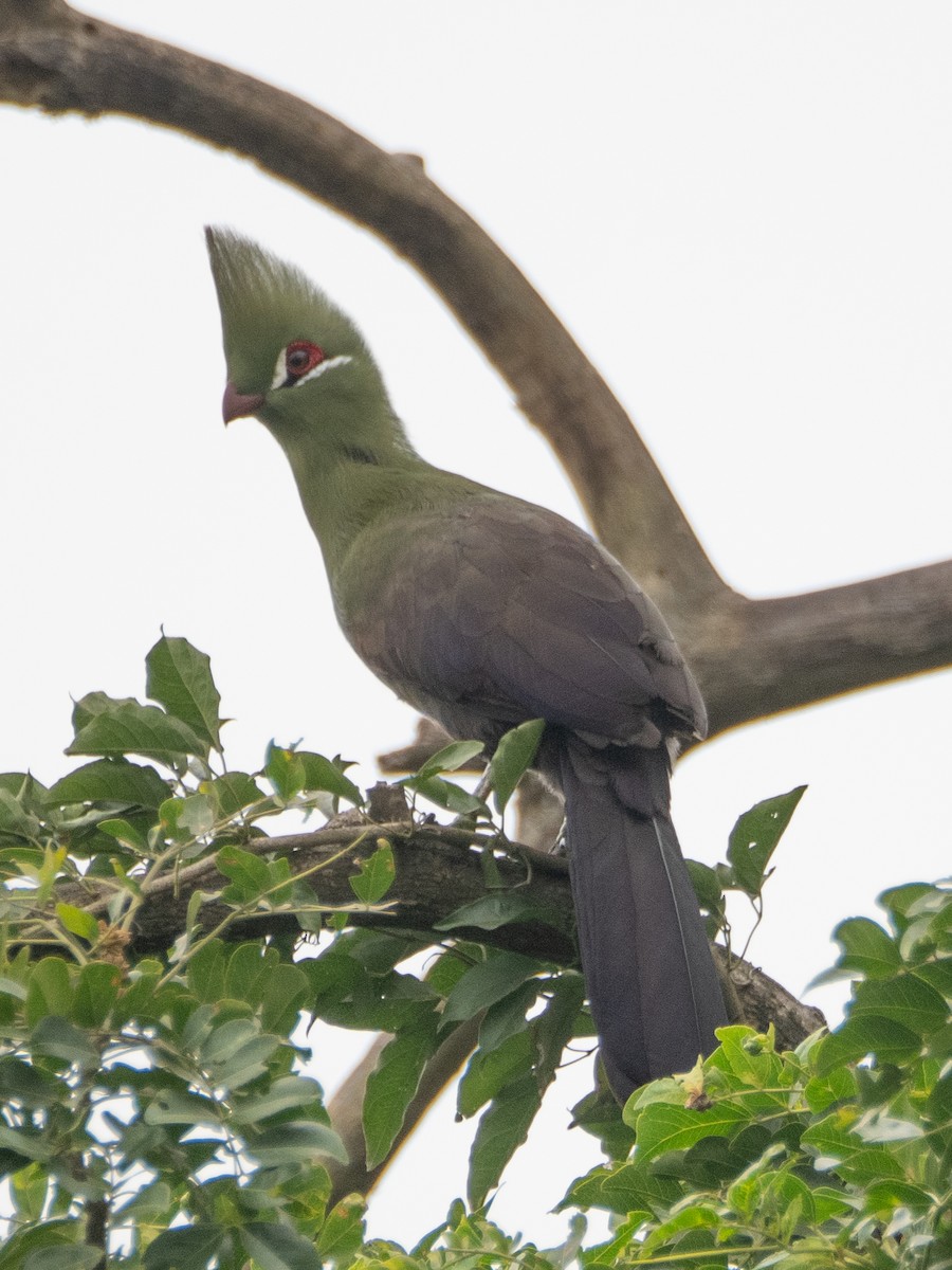 Guinea Turaco - Gavin Ailes