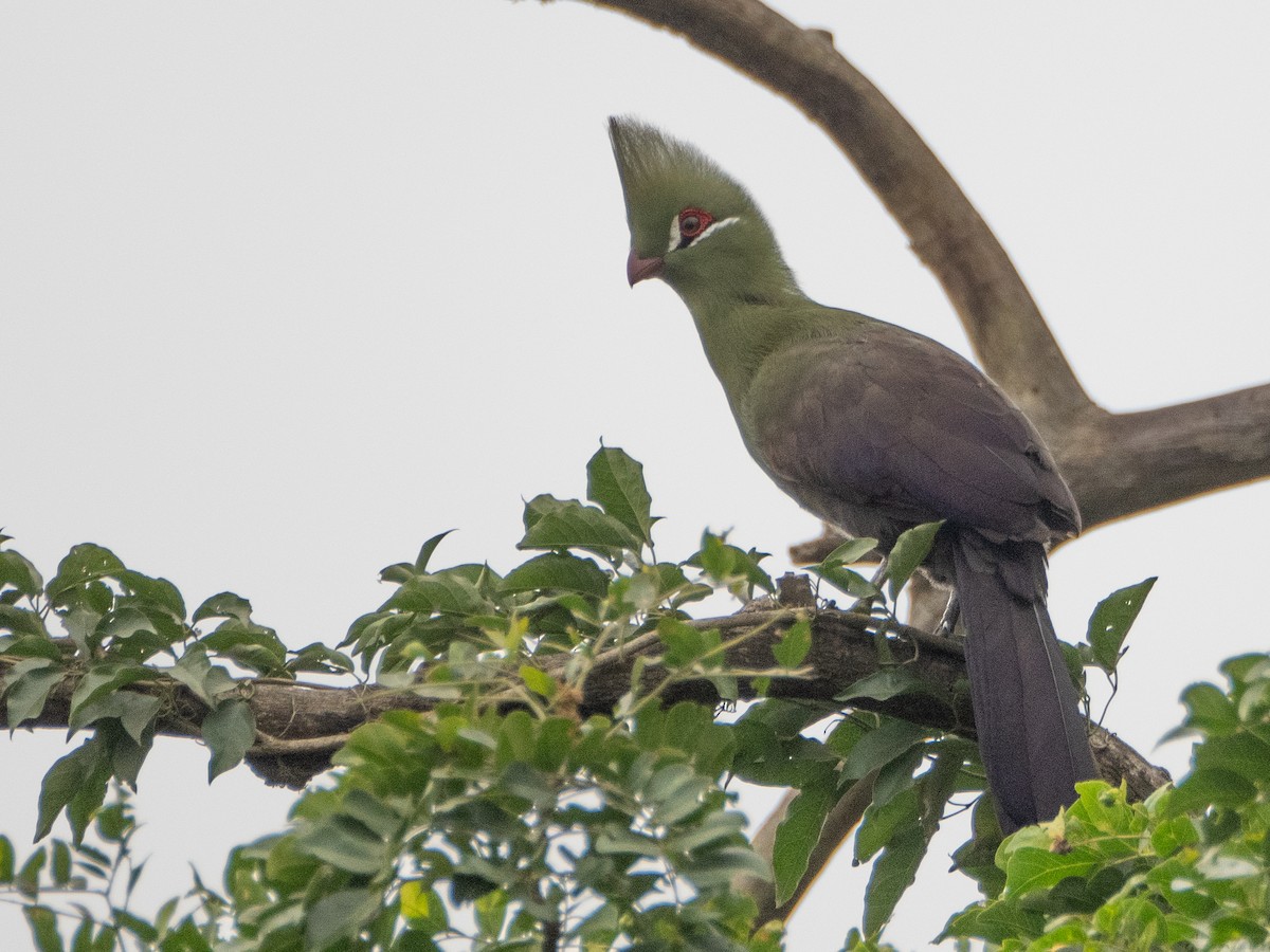 Guinea Turaco - ML623466331