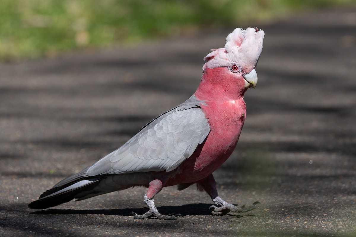 Galah - ML623466360