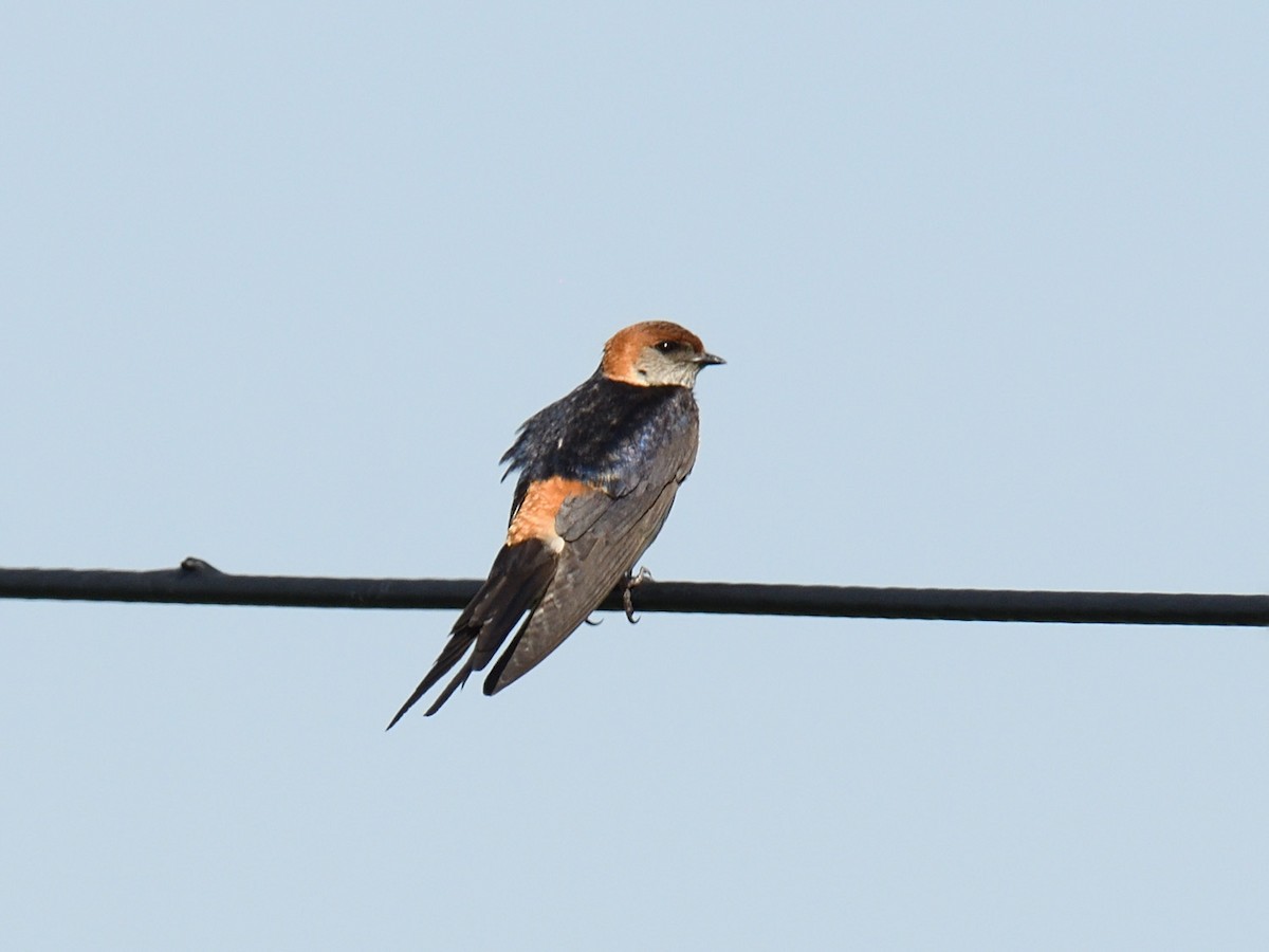 Greater Striped Swallow - ML623466371