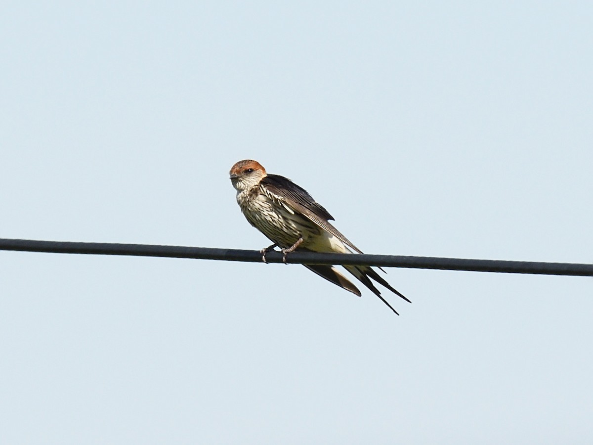 Greater Striped Swallow - ML623466372