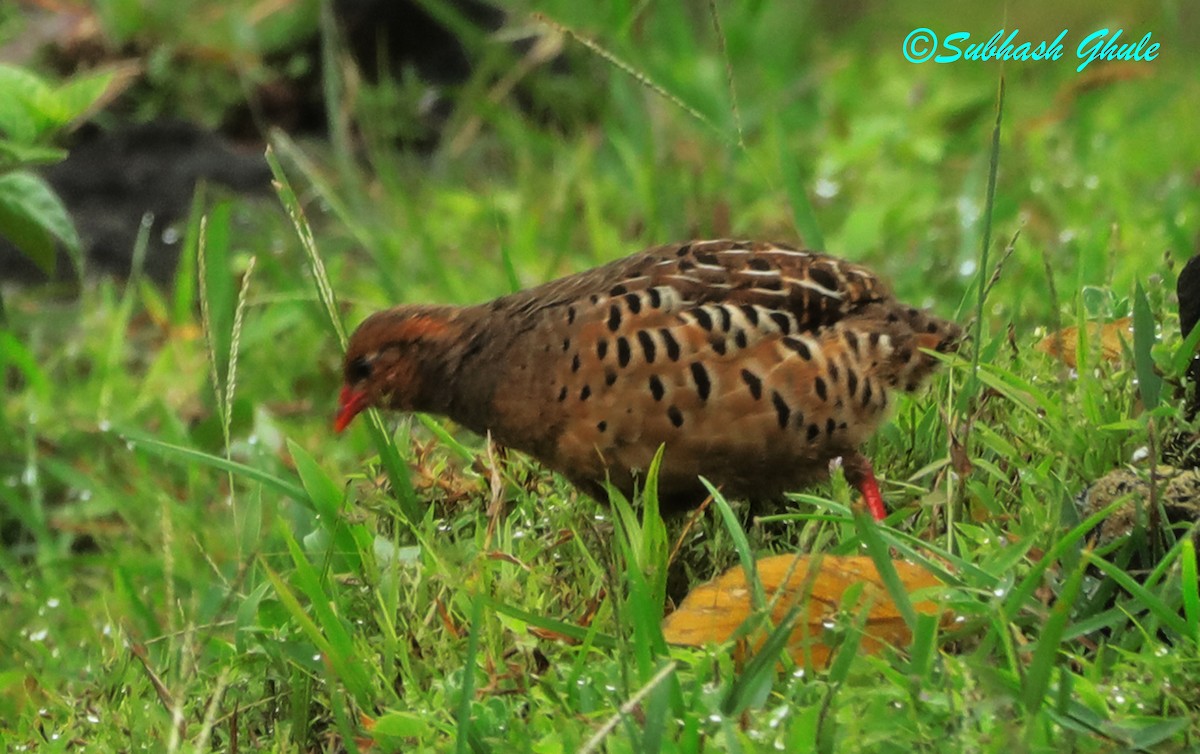 Painted Bush-Quail - SUBHASH GHULE