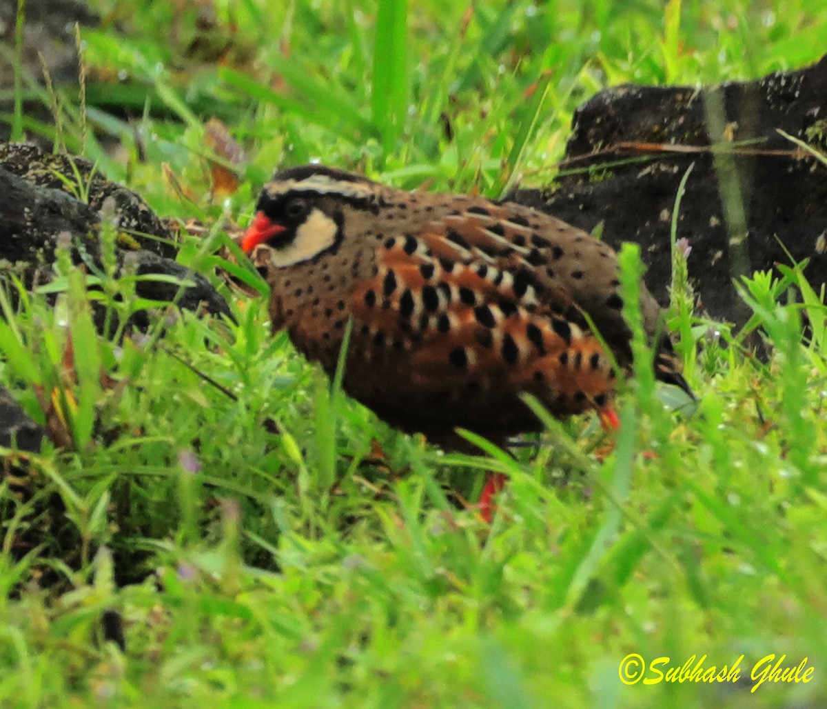 Painted Bush-Quail - ML623466379