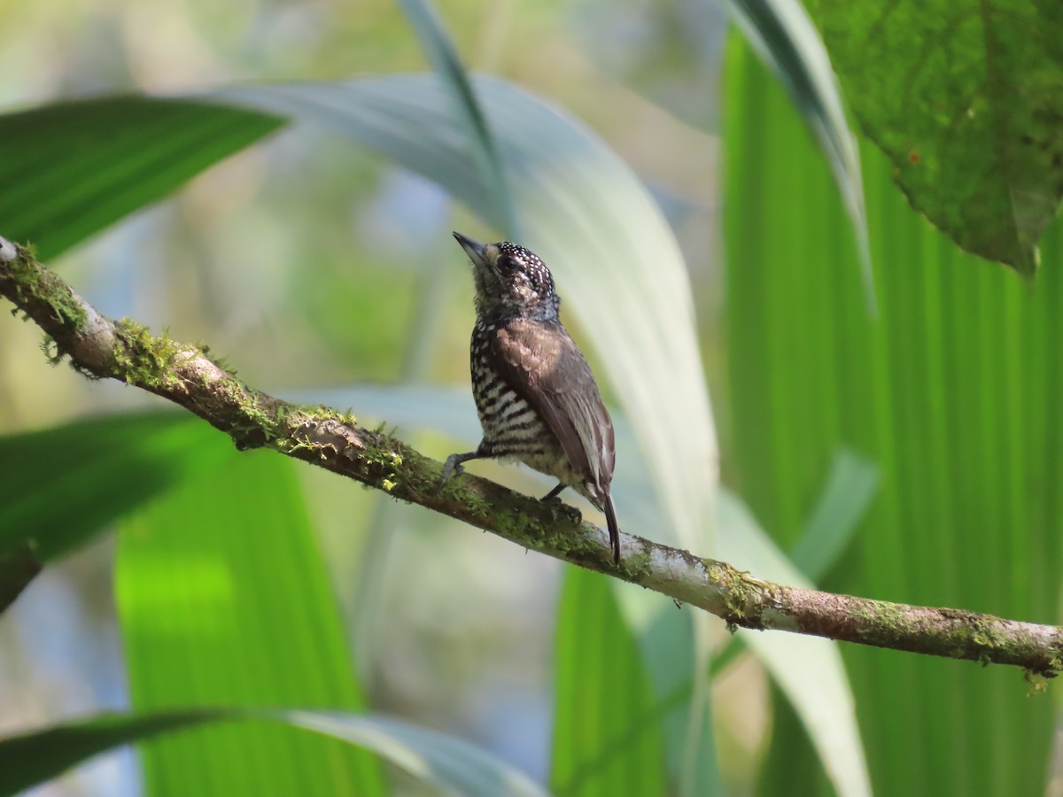 Speckle-chested Piculet - ML623466391