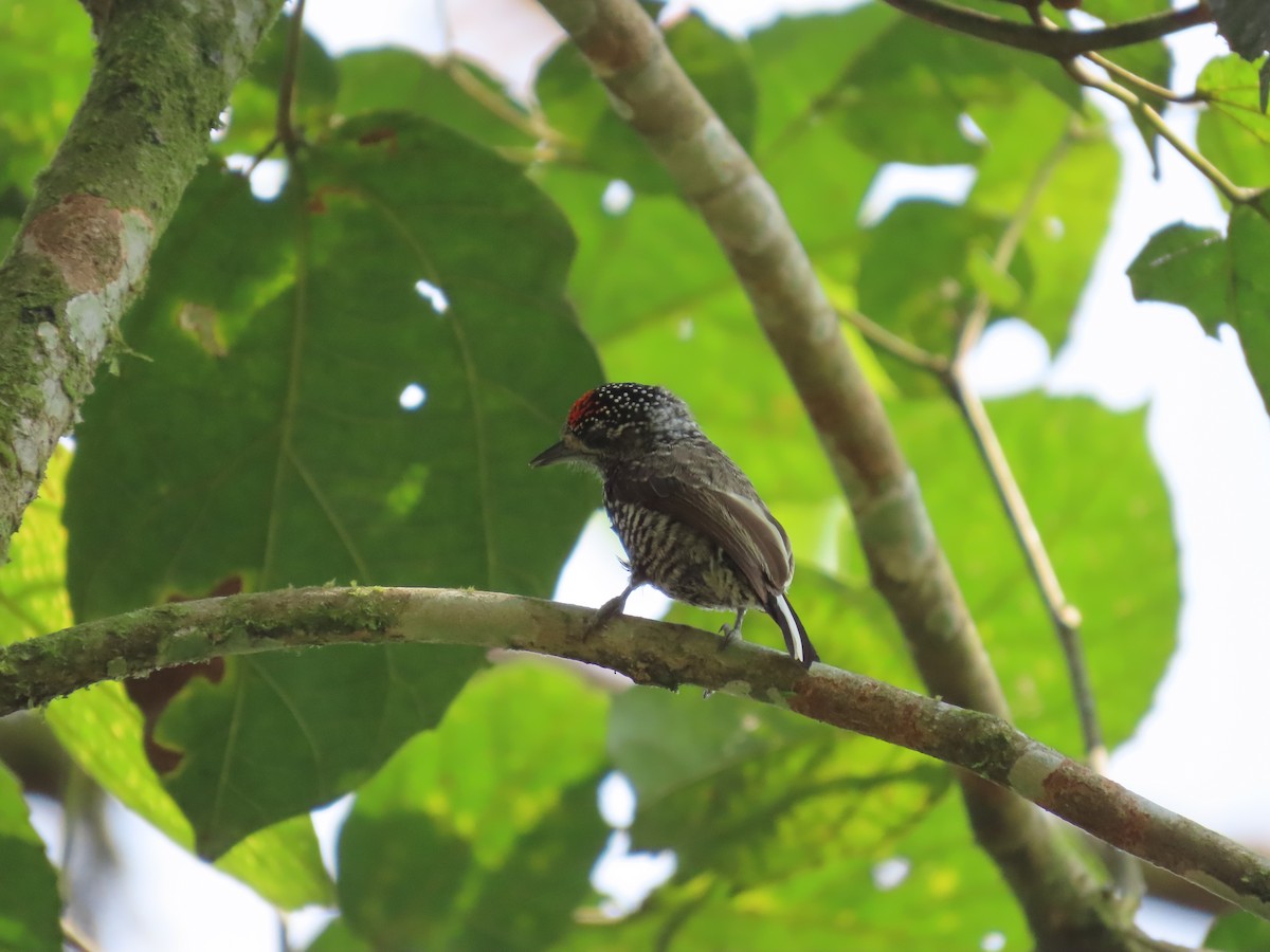 Speckle-chested Piculet - ML623466392