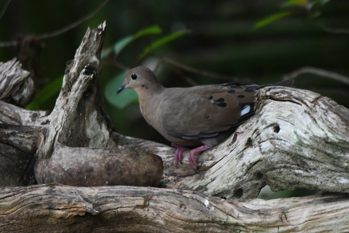 Zenaida Dove - ML623466445