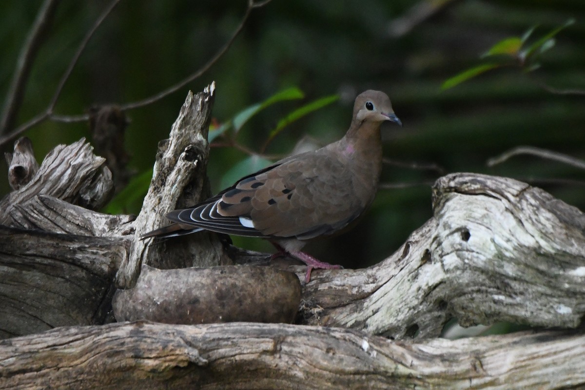 Zenaida Dove - ML623466446