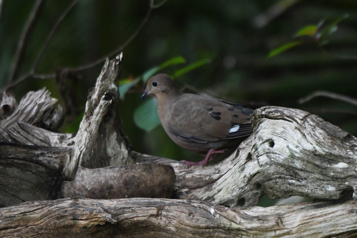 Zenaida Dove - ML623466447