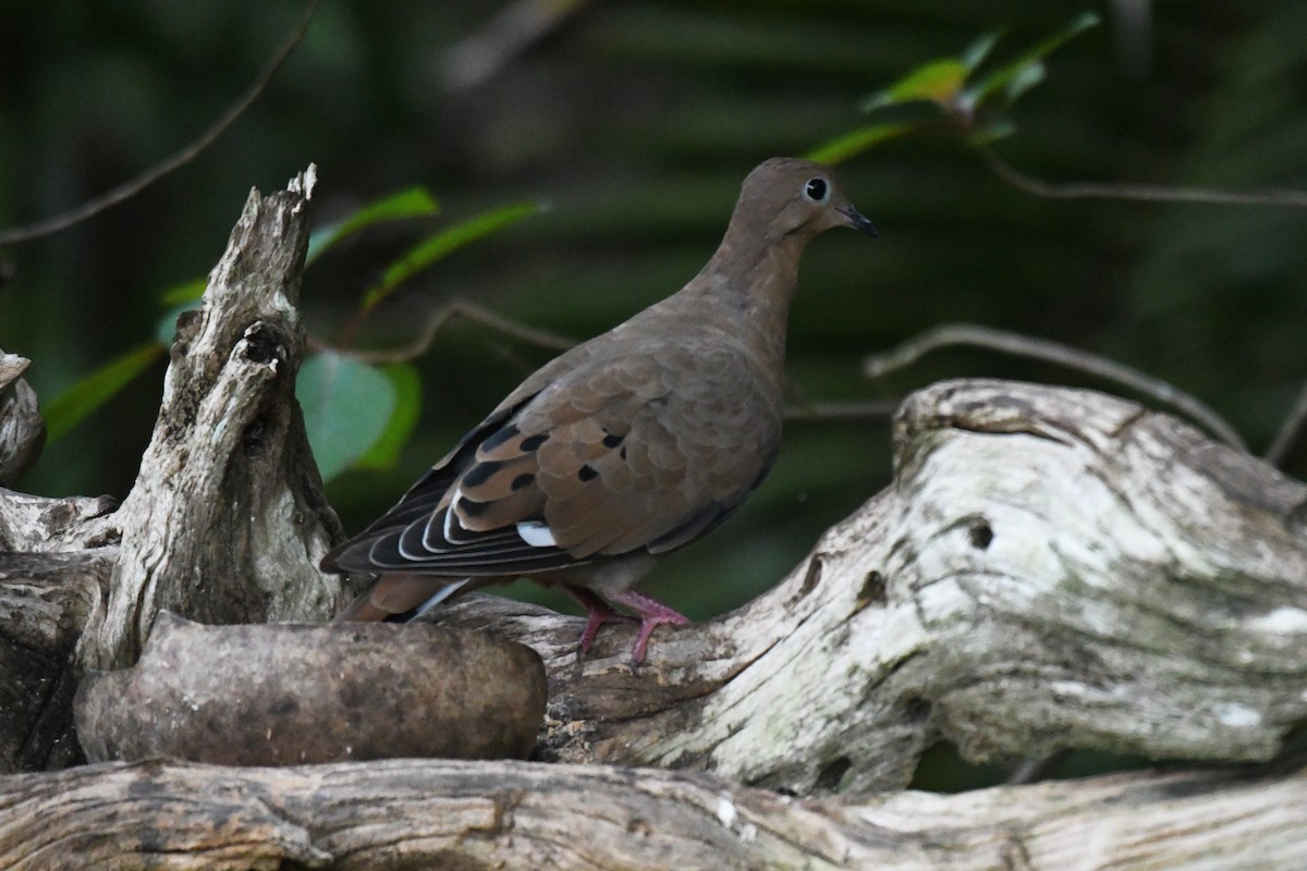 Zenaida Dove - ML623466448