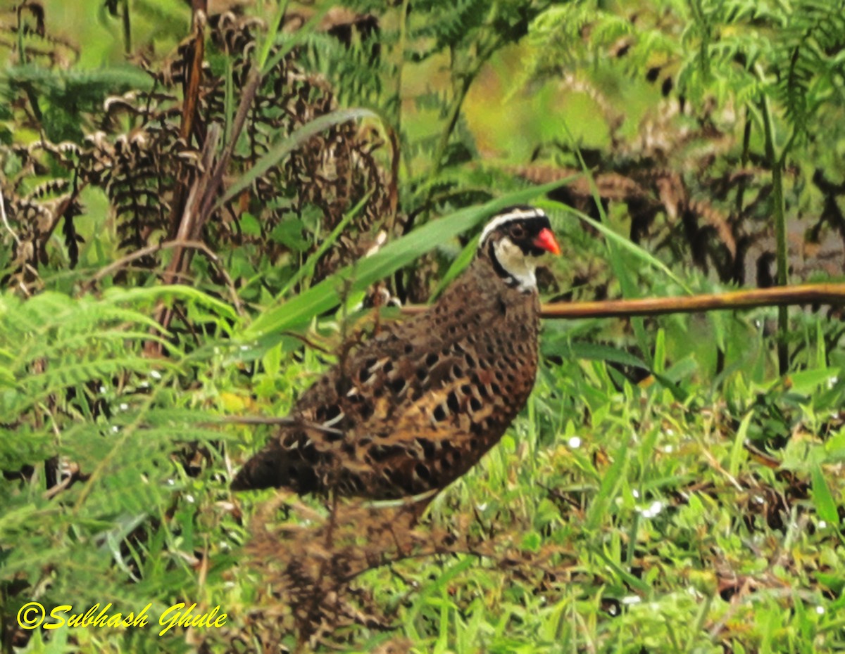 Painted Bush-Quail - ML623466460