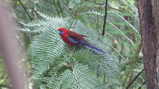 Crimson Rosella - ML623466545