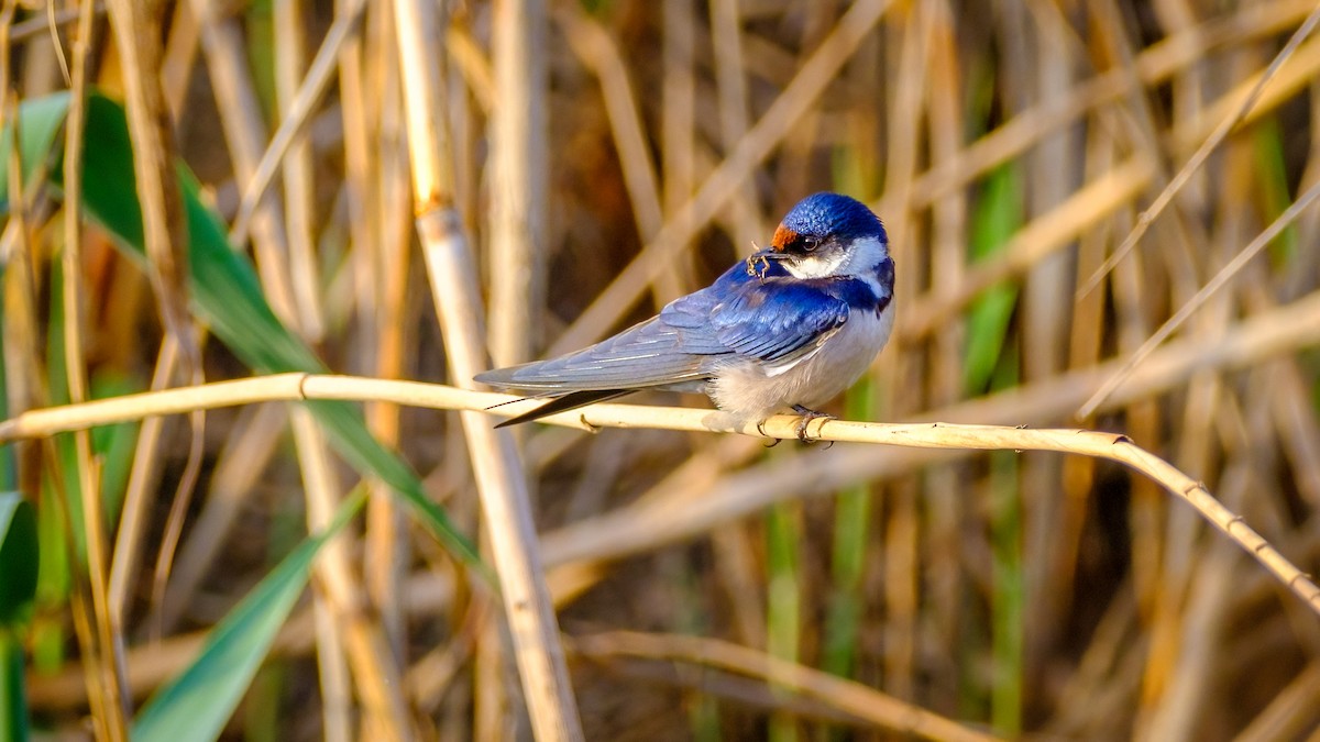 White-throated Swallow - ML623466613