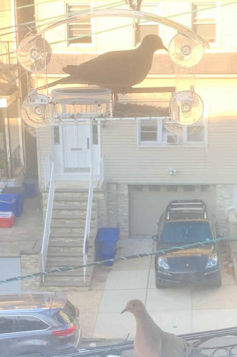 Mourning Dove - ML623466631