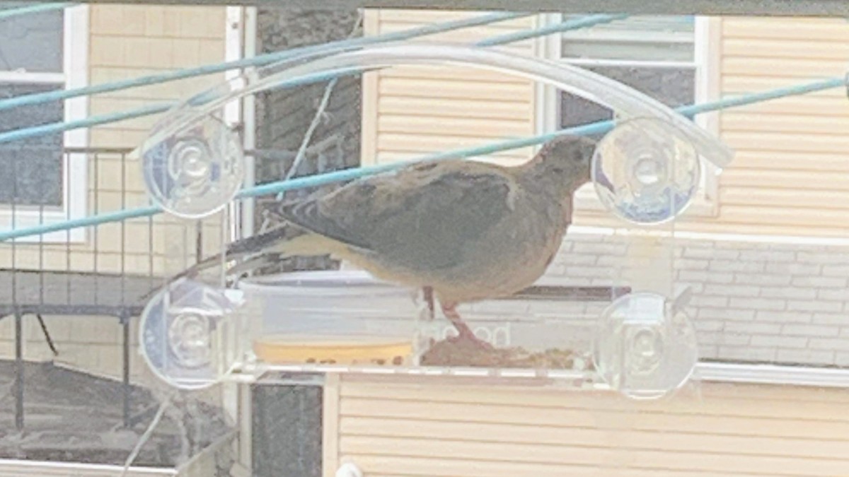 Mourning Dove - ML623466634