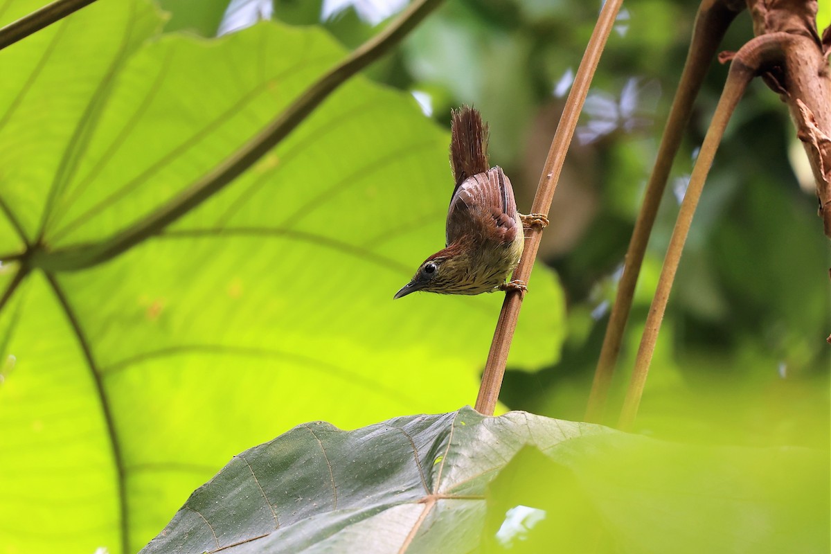 Pin-striped Tit-Babbler - ML623466637